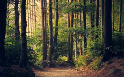 Day 11 – Covenant of Peace