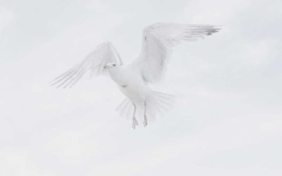 Day 9 – A Peace That Passes Our Understanding