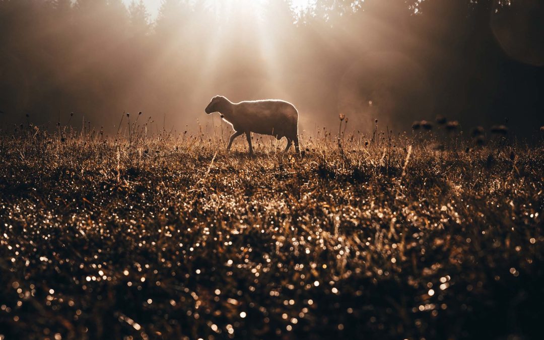 Day 15-The Lord is My Shepherd