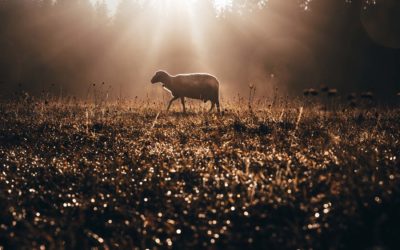 Day 15-The Lord is My Shepherd